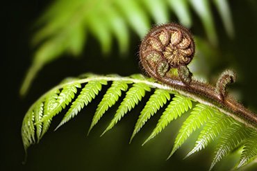 Open Floor - Koru